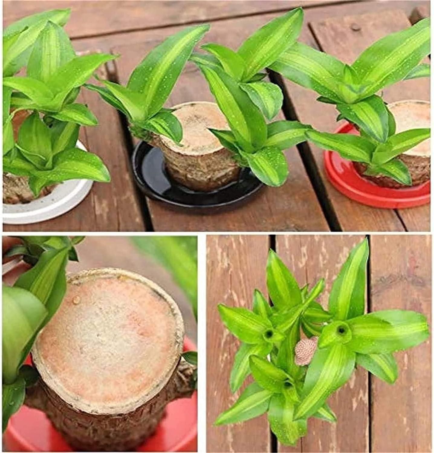 Big Size Lucky Brazil Wood Plant |š„FLAT 50% OFF SALEš„